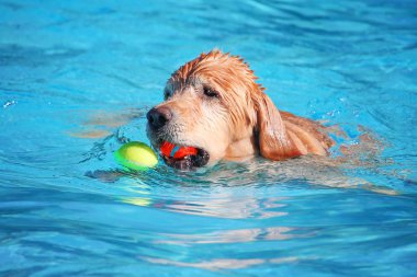 sevimli köpek ortak bir havuzda yüzme 