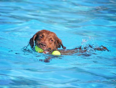 sevimli köpek ortak bir havuzda yüzme 