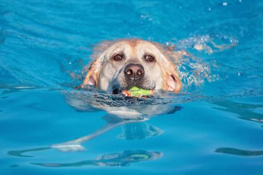 ortak bir havuzda oynayan köpek 