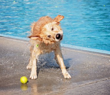 ortak bir havuzda oynayan köpek 