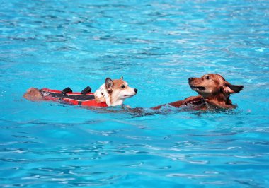 ortak bir havuzda oynayan köpek 