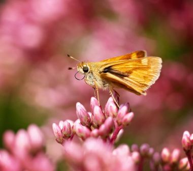 a common skipper butterfly sipping nectar from a tiny flower  clipart