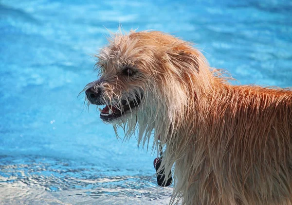 Cute dog swimming in a public pool — Stock Photo, Image