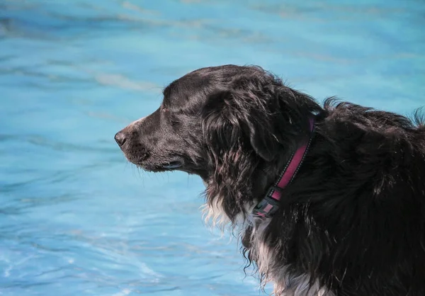 Mignon chien nageant dans une piscine publique — Photo