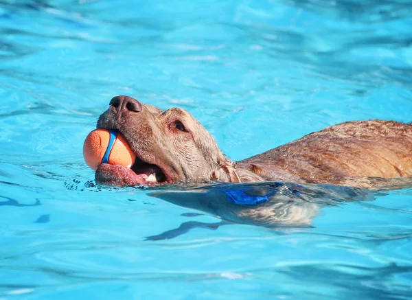 Mignon chien nageant dans une piscine publique — Photo