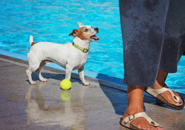 Cão bonito em uma piscina pública — Fotografia de Stock