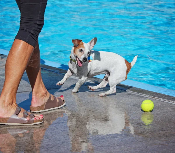 공공 수영장에서 귀여운 강아지 — 스톡 사진