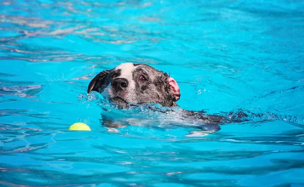 Lindo perro nadando en una piscina pública —  Fotos de Stock