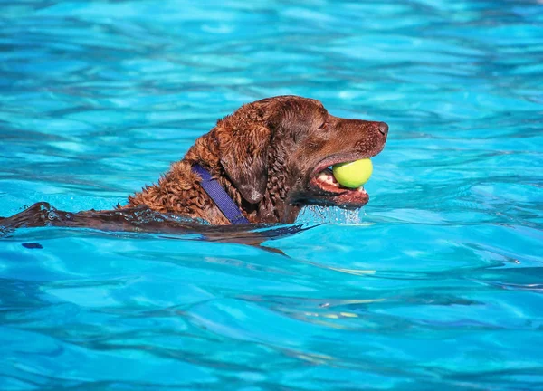 Schattige hond zwemmen in een openbaar zwembad — Stockfoto