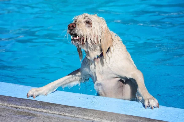 Söt hund simma i en offentlig pool — Stockfoto