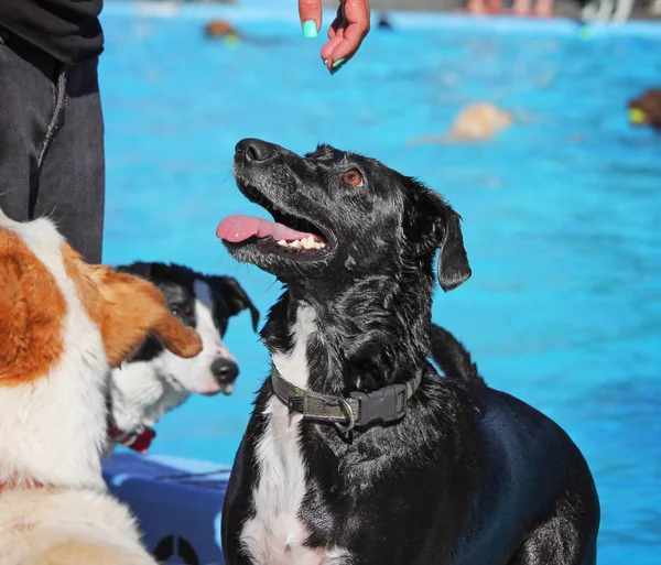 公共プールでかわいい犬 — ストック写真