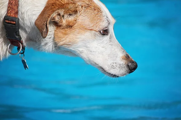 Söt hund simma i en offentlig pool — Stockfoto