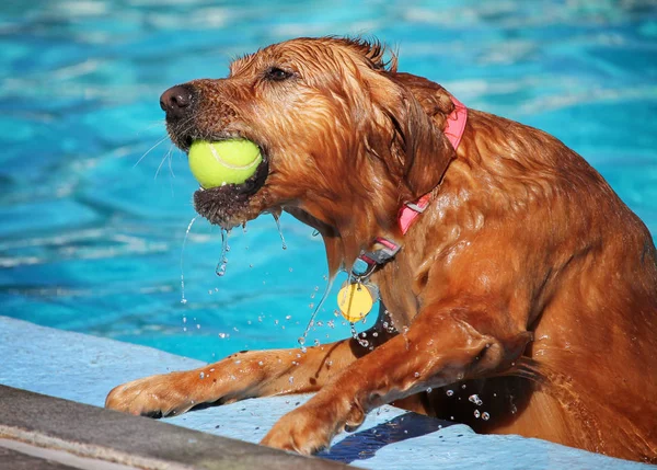 Lindo perro nadando en una piscina pública —  Fotos de Stock