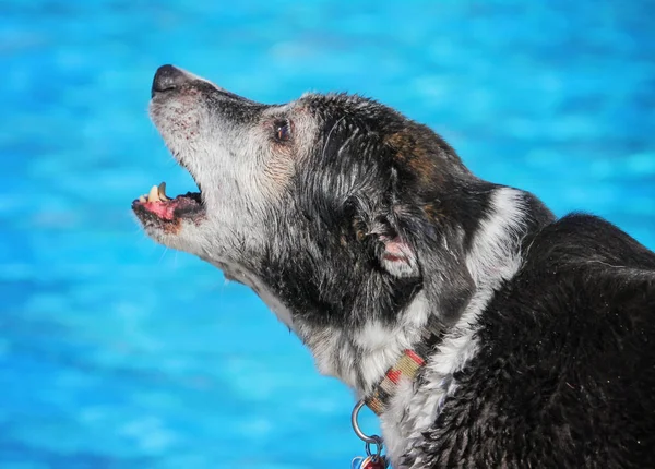 Lindo perro nadando en una piscina pública — Foto de Stock