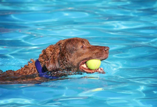 Lindo perro nadando en una piscina pública — Foto de Stock