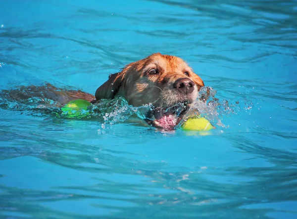 Schattige hond zwemmen in een openbaar zwembad — Stockfoto