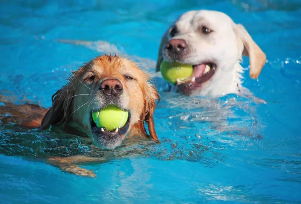 Hund att ha kul på en allmän pool — Stockfoto