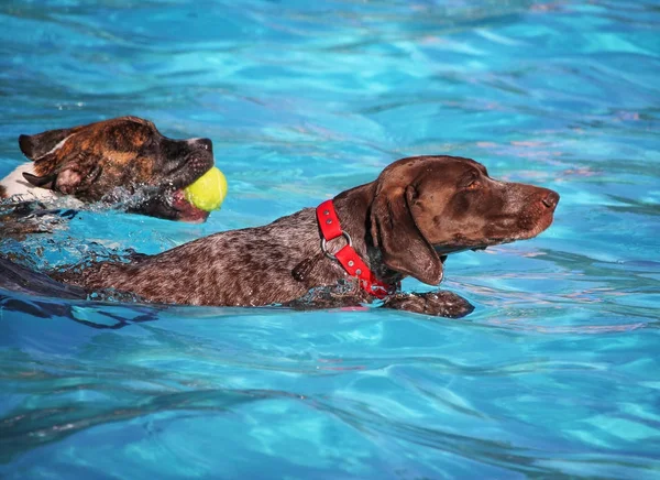 Hund att ha kul på en allmän pool — Stockfoto