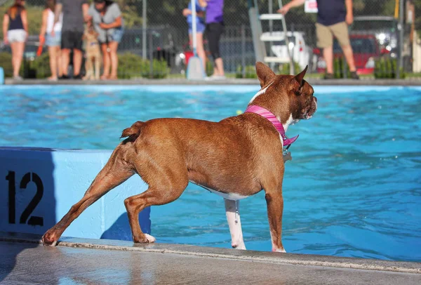 Söt hund simma i en offentlig pool — Stockfoto