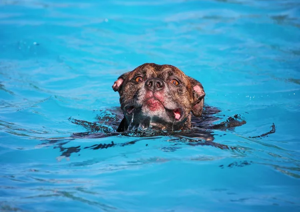 Söt hund simma i en offentlig pool — Stockfoto