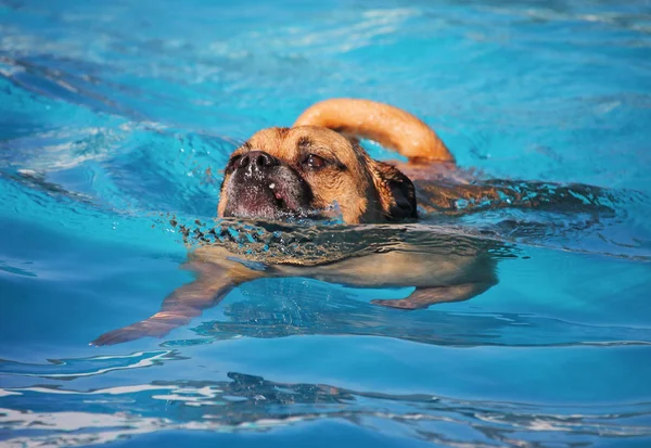 Schattige hond zwemmen in een openbaar zwembad — Stockfoto