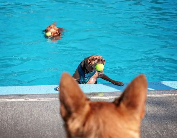 Hunden spelar på en allmän pool — Stockfoto