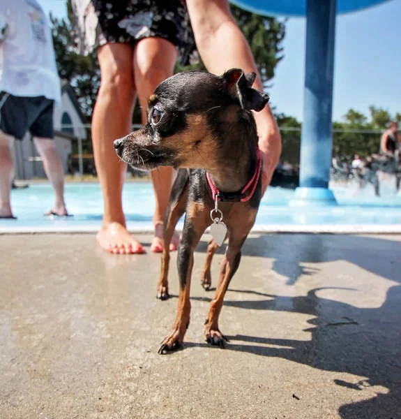 Câine care se joacă la o piscină publică — Fotografie, imagine de stoc