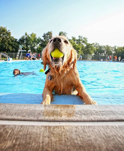 公共のプールで遊ぶ犬 — ストック写真