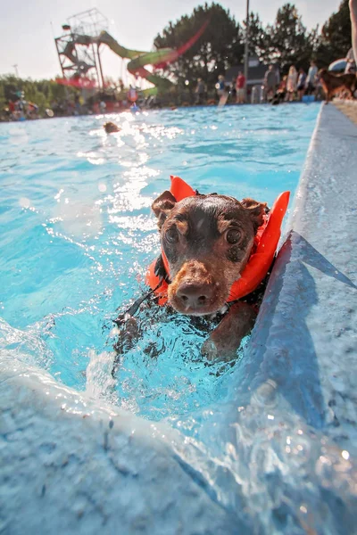 Hund spielt in einem öffentlichen Schwimmbad — Stockfoto