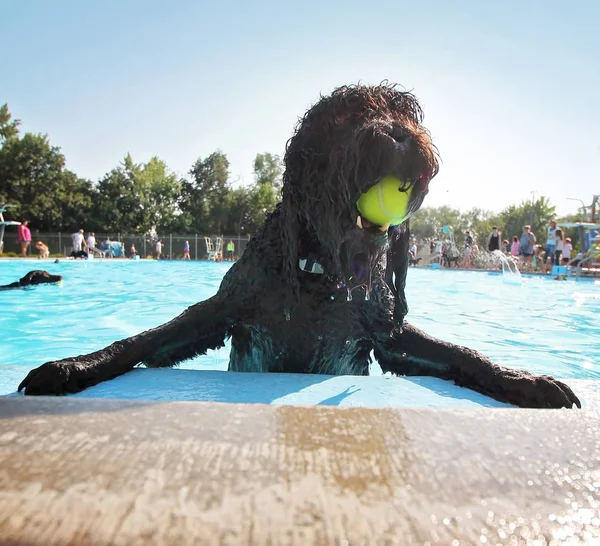 Dog playing at a public pool — Stock Photo, Image