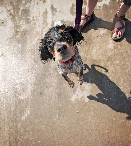 Chien jouant dans une piscine publique — Photo