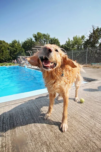 Dog playing at a public pool — Stock Photo, Image