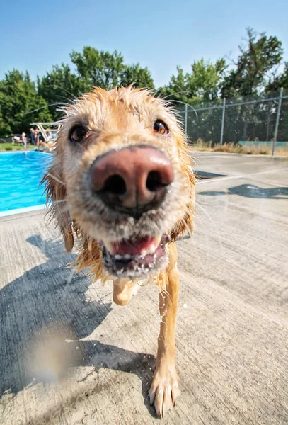 Hund spielt in einem öffentlichen Schwimmbad — Stockfoto