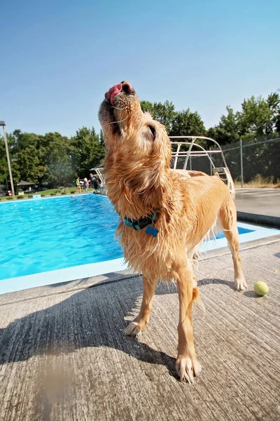 Ortak bir havuzda oynayan köpek — Stok fotoğraf