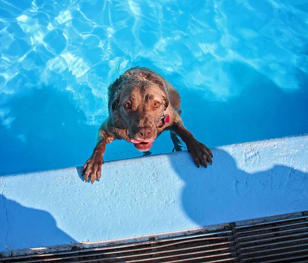 Hond spelen op een openbaar zwembad — Stockfoto