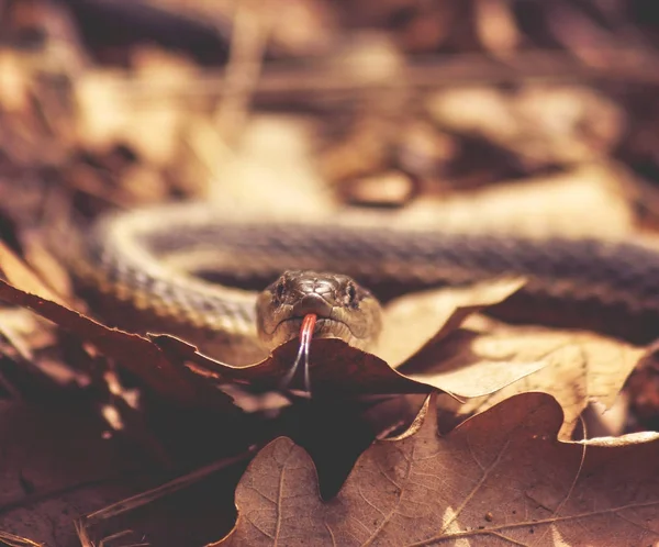 Καλτσοδέτα φίδι σε έναν σωρό των φύλλων με τη γλώσσα έξω — Φωτογραφία Αρχείου
