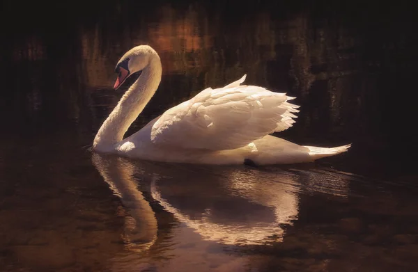 Cisne nadando en el agua — Foto de Stock