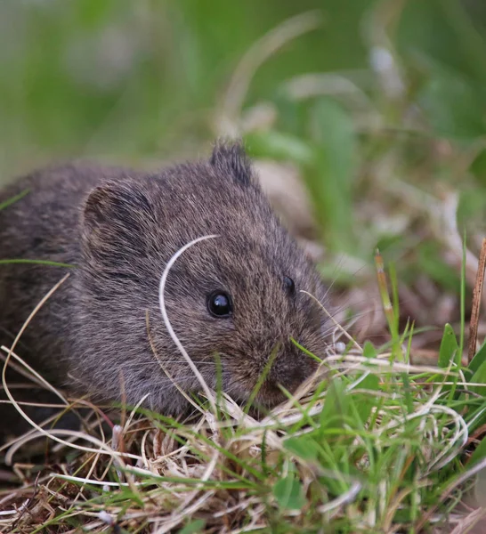 A cute small vole eating grass in a local wildlife sanctuary par — Stock Photo, Image