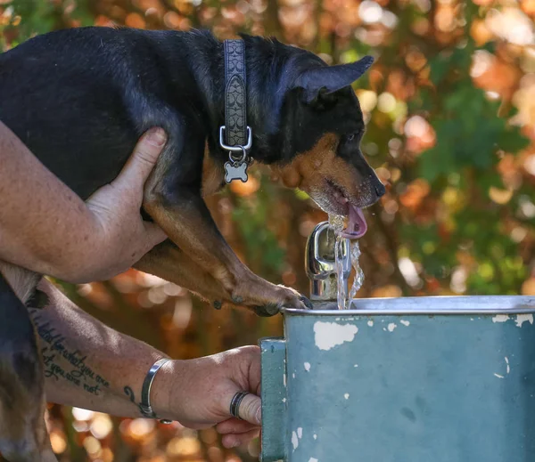 Un mélange chihuahua behing tenu debout pour obtenir un verre d'eau d'un fo — Photo