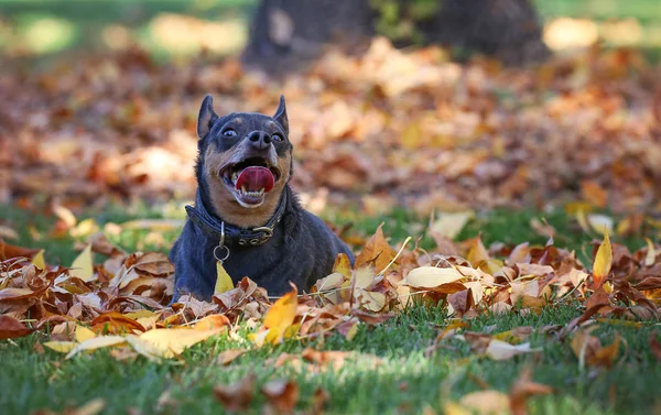 Una linda mezcla de chihuahua jadeando sobre una pila de hojas en un parque en fr — Foto de Stock