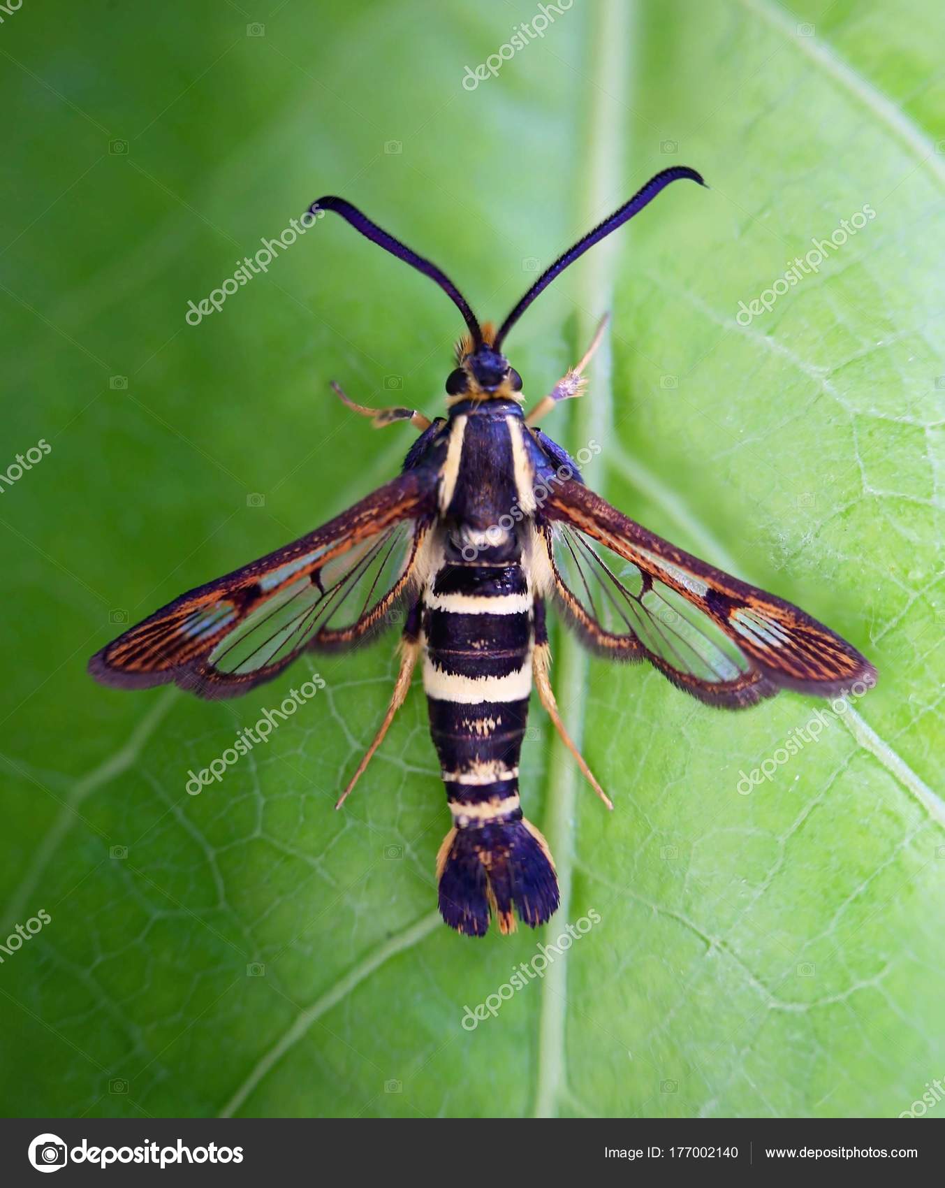 Sesiidae-møll som sitter på et blad, også kalt en klar svermer – stockfoto  © graphicphoto #177002140, image size:1353x1700