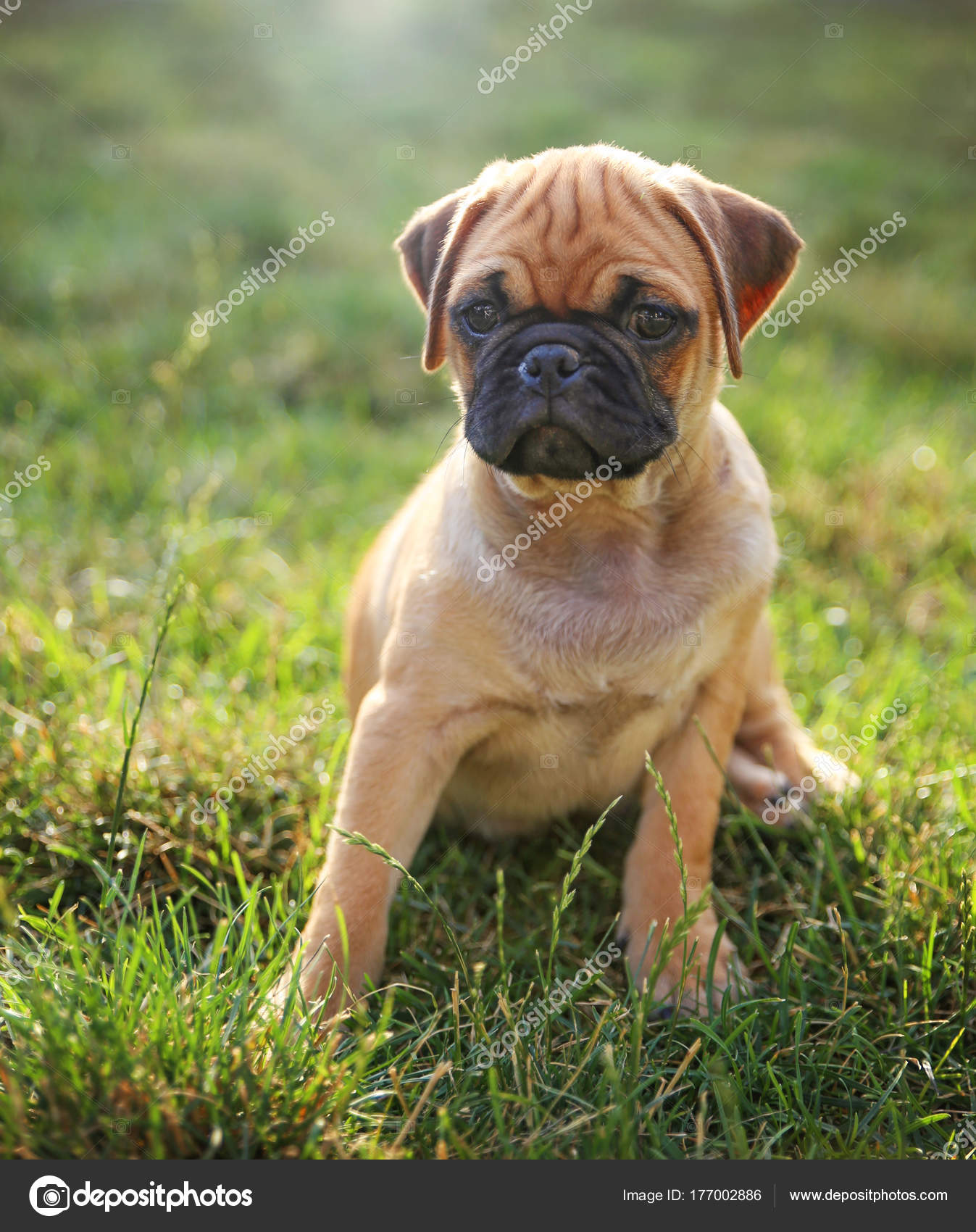 Lily ledelse inden for A cute baby pug chihuahua mix puppy playing in the grassy clove Stock Photo  by ©graphicphoto 177002886
