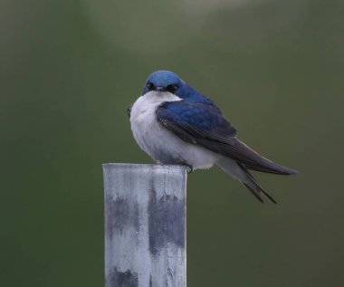 retro vint ile tonda bir çit yazı üzerine oturan bir kızgın kırlangıç
