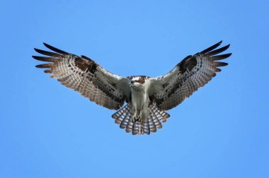 süre asılı ve sk içinde uçan gıda için arama bir sorguç