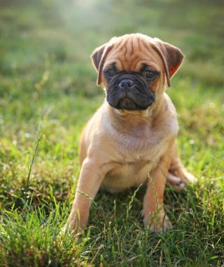  bir şirin bebek boksör chihuahua karışımı çimenli karanfil oynayan köpek