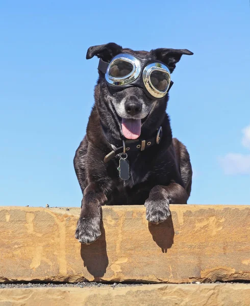 Black lab retriever mix with her tongue hanging out sitting on a — Stock Photo, Image