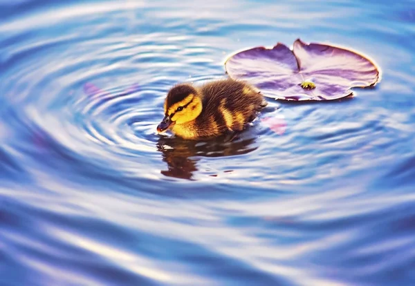Bebê patinho nadando em uma lagoa em um parque local com uma almofada de lírio — Fotografia de Stock