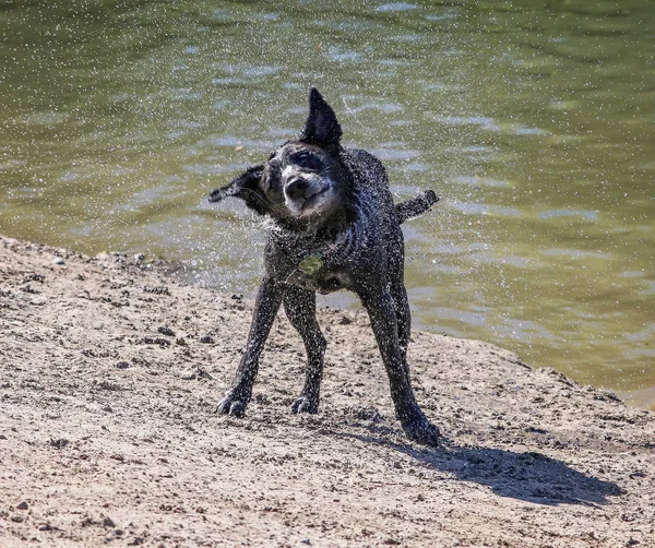 Laboratoire noir ou labrador retriever mélanger l'eau secouant après la baignade — Photo