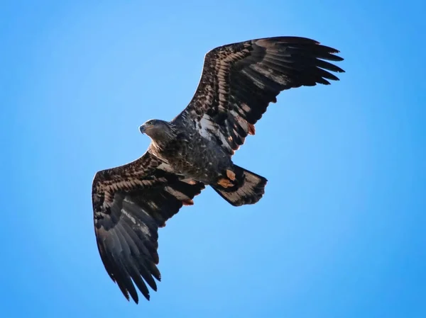Vackra bald eagle i en naturlig miljö miljö — Stockfoto