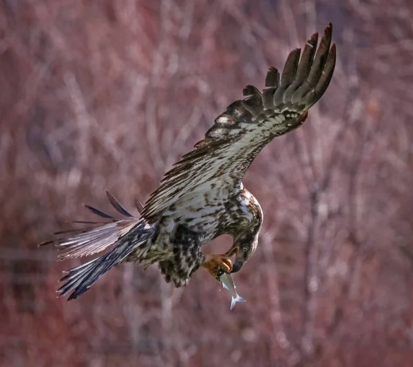 Un aigle à la recherche de nourriture — Photo